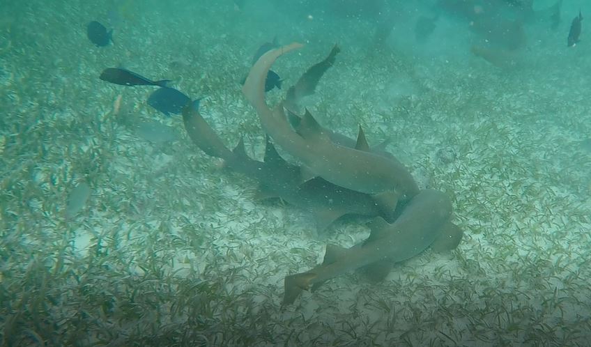 Belize snorkle