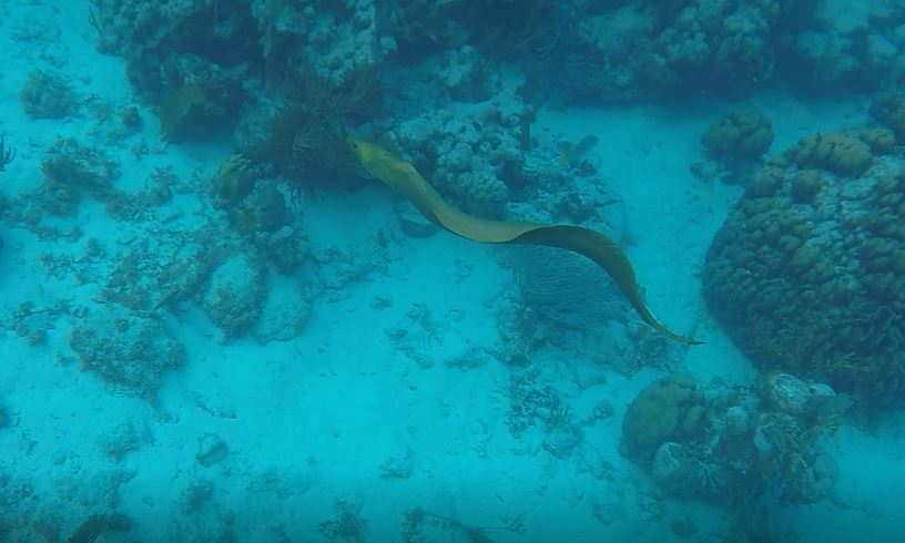 Belize snorkle2